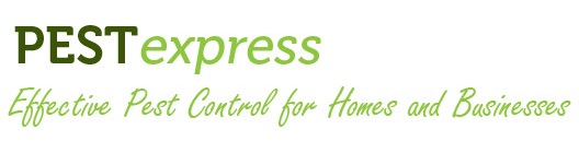Pest Express3